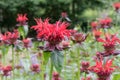 Red beebalm Monarda didyma, red flowers natural habitat Royalty Free Stock Photo